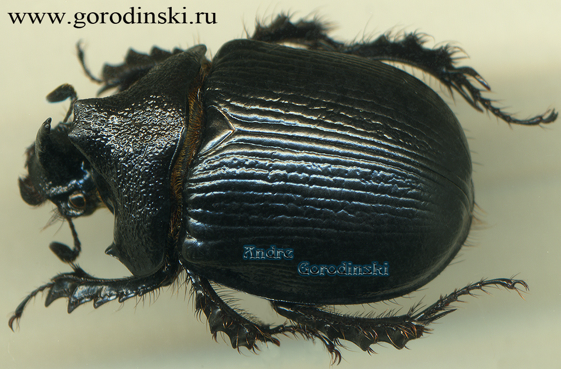 http://www.gorodinski.ru/geotrupes/Enoplotrupes bieti morishiatai.jpg